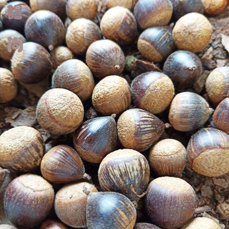 维霆年新鲜苦槠子橡子苦褚择子苦珠栗子苦楮豆腐粉原料土特产 1斤