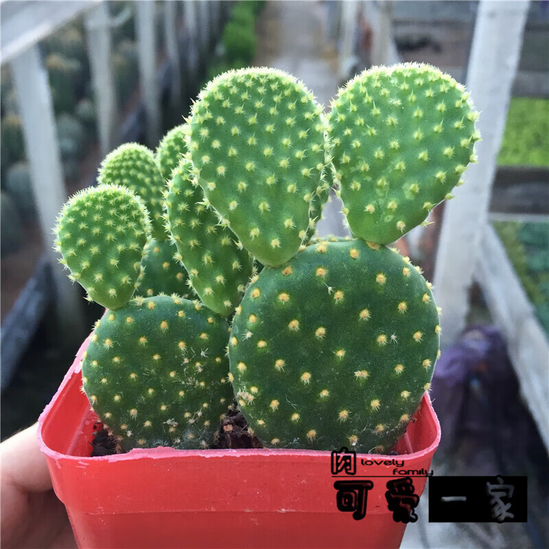 意軒多肉植物仙人球 仙人掌 草球?qū)嵣_花綠植盆栽 五角鸞鳳玉琉 黃毛掌3棵2-3片葉3cm左右