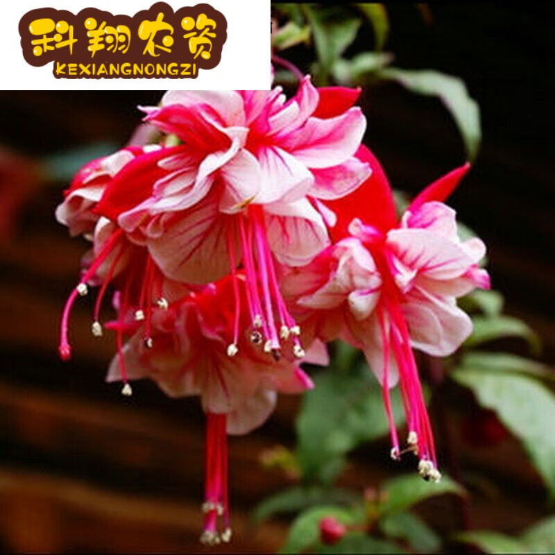 倒挂金钟盆栽 垂吊花卉木本灯笼花苗室内绿植 灯笼花盆栽一颗 红色