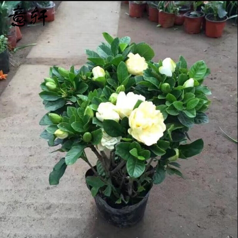 栀子花盆栽带花苞大花浓香四季开花苗观花植物庭院花卉盆栽花绿植大叶