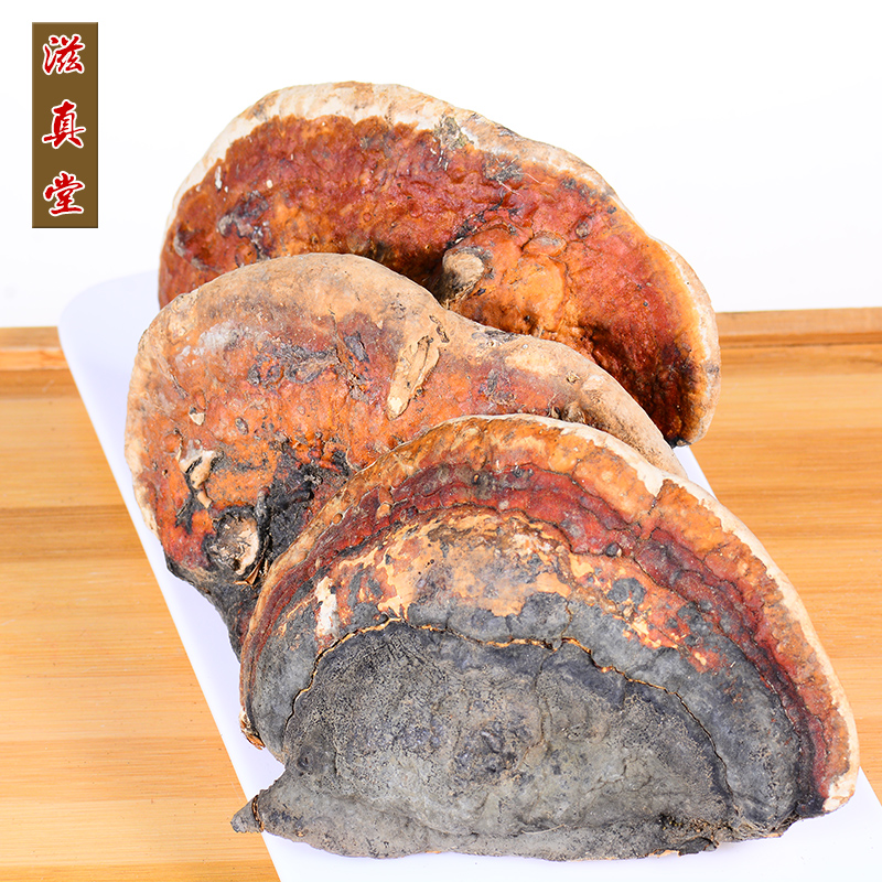 滋真堂 灵芝 红缘层孔菌 长白山红缘拟层孔菌林下无柄赤芝整枝可切片