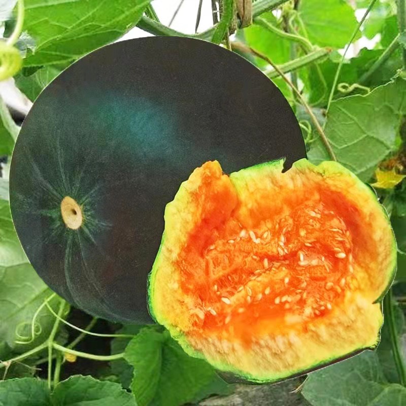 种菜记老品种面瓜种子黄皮黑皮花皮面瓜种籽露地生吃甜瓜种籽香瓜四季