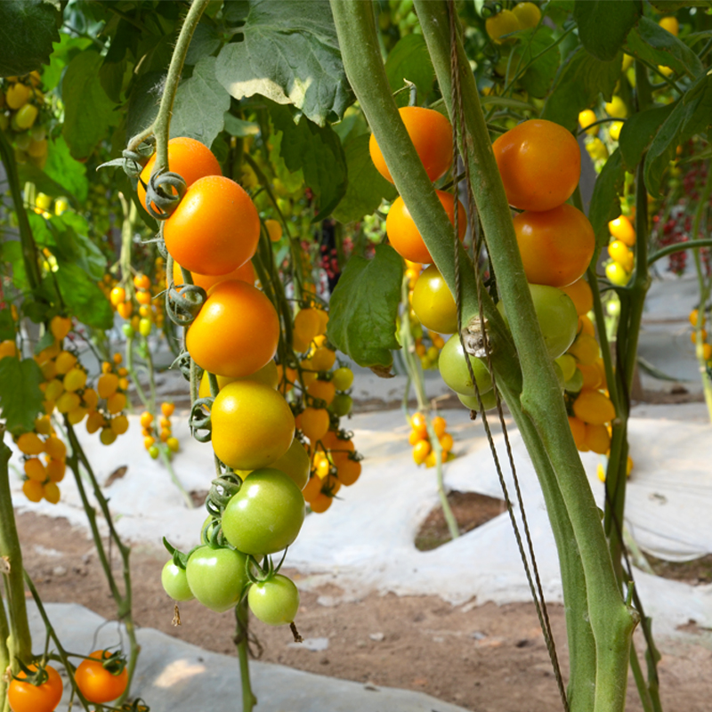 种菜记樱桃番茄种子 串收瀑布小番茄种籽多色千禧番茄杂交种菜园基地