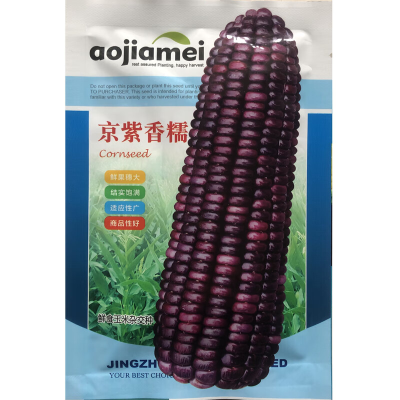 枫麦萱紫香糯玉米种子中熟粘糯香甜耐高温紫玉米种籽大田春夏播 紫糯