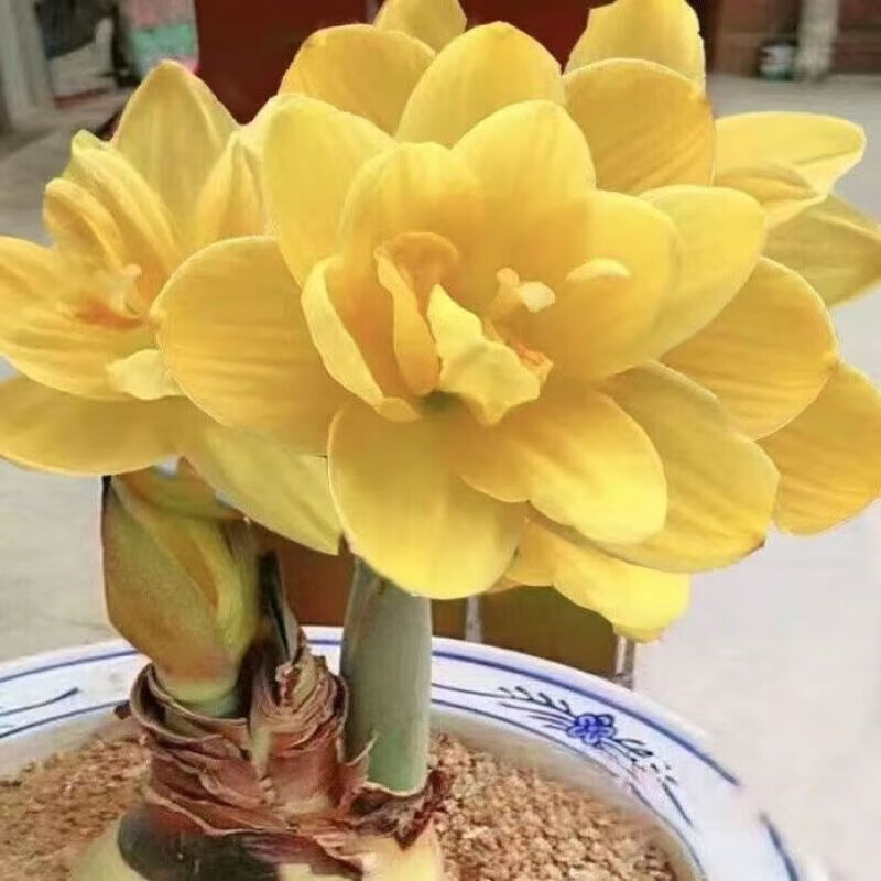 垣栀荷兰朱顶红进口大球重瓣种球盆栽花卉植物多年生特大球四季开花球 【漂亮仙女】朱顶红种球当年开花