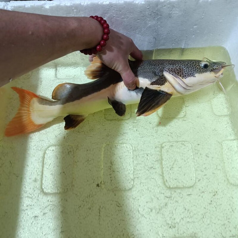 中大型底层观赏鱼虎纹鸭嘴鱼撒旦鸭嘴鱼活体招财猫 招财猫鱼苗8-10cm