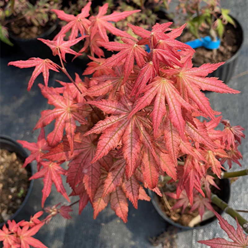 醉春木桃子奶油  日本红枫盆景园艺素材枫树树苗花园庭院植物日式 1
