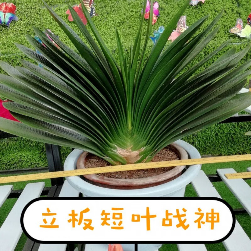 花姬文静花坊  长春级精品君子兰立板短叶战神钢板粗筋麻脸绿植盆栽小