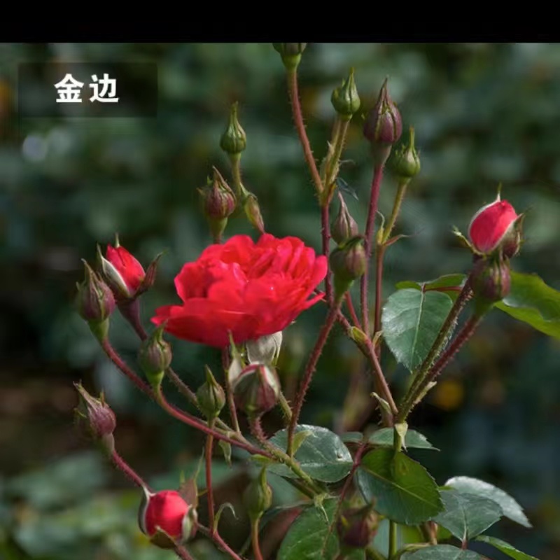 滇红食用玫瑰花种苗月季苗裸根扦插苗开花可庭院阳台插花 金边10颗 不