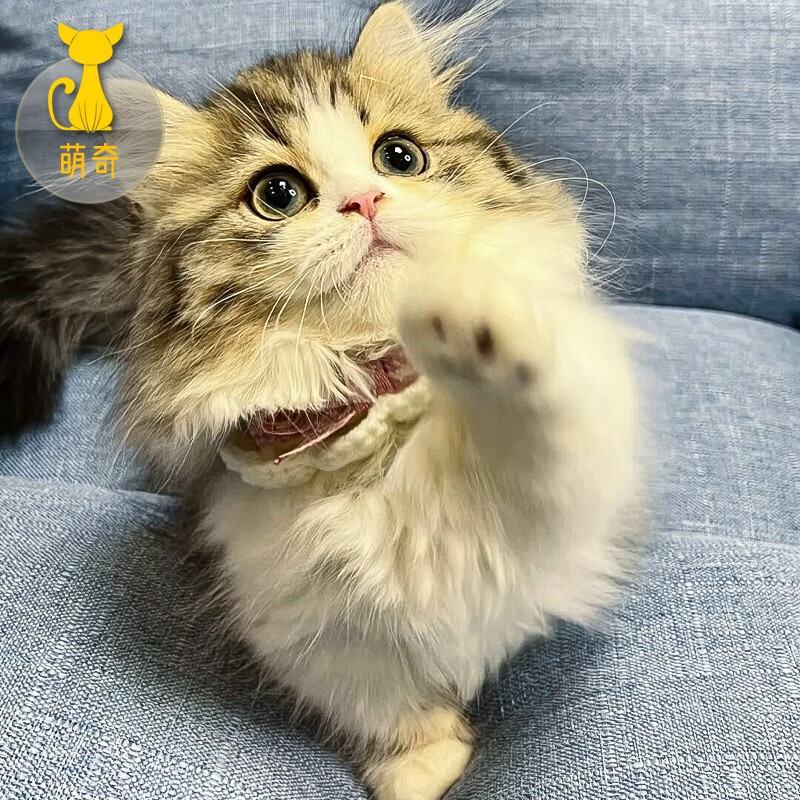 【100天健康保障】拿破仑矮脚猫幼猫曼基康纯种宠物活体猫咪幼崽起司矮脚小短腿陪伴可爱粘人折耳英短 宠物级怎么样,好用不?