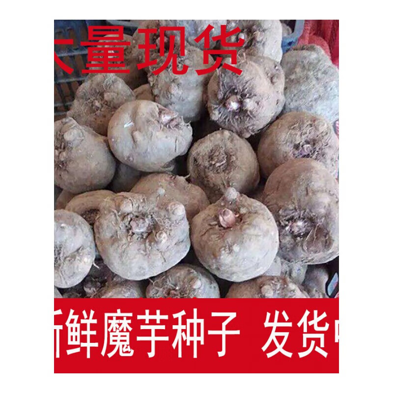 花姬 2019新鲜魔芋种 魔芋豆腐 魔芋二代种子 花魔芋种子 高产魔芋种