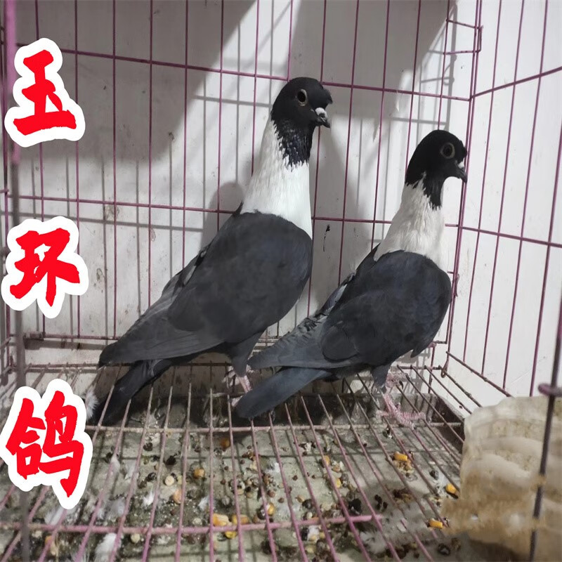 玉环鸽观赏鸽高飞鸽老国系品种疆系 环鸽种鸽青年鸽活物 青年鸽一对