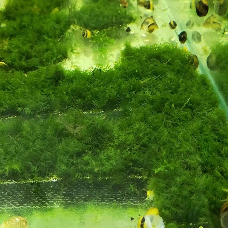 水草用品历史价格查询网址|水草用品价格比较