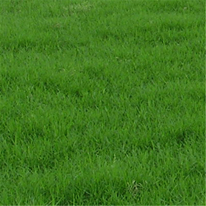 紫羊茅种子绿化草坪庭院别墅小区公园绿化草坪草籽种籽四季常青耐寒工程养殖皆用 半斤