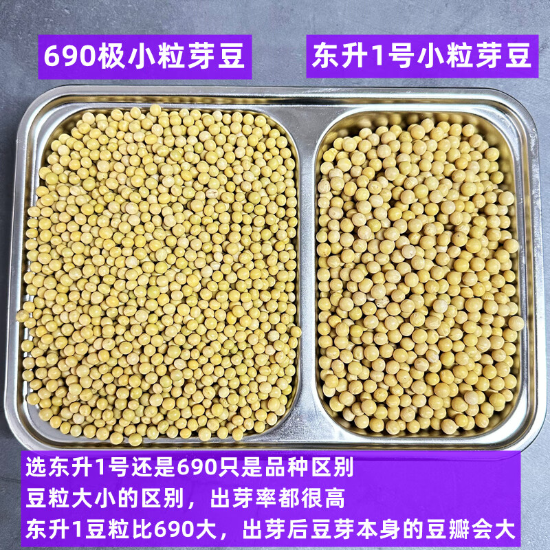 凛东东北新东升1号690小粒黄豆发芽豆生黄豆芽专用豆子做纳豆 东升1号