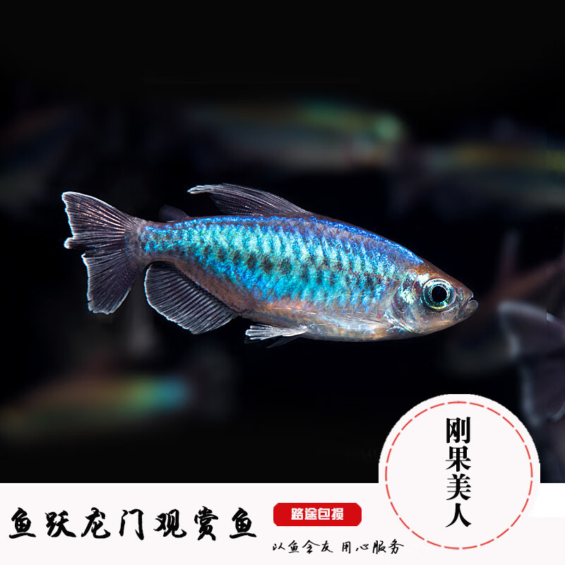 刚果美人鱼草缸鱼苹果美人石美人鱼小型灯鱼淡水鱼热带观赏鱼活体 3-4