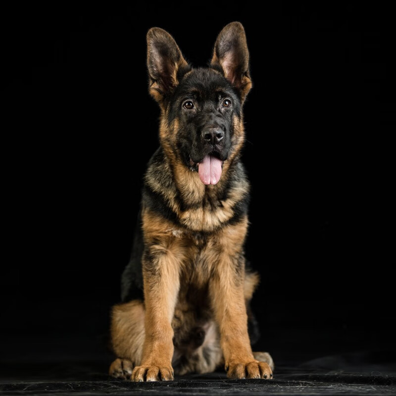 北京纯种德国牧羊犬弓背赛级血统犬舍同城德牧狼狗大型猛犬 宠物级