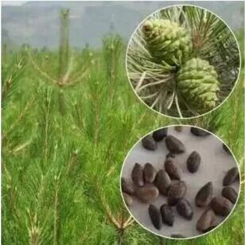之然松树种子油松黑松雪松白皮松湿地松马尾松华山松五针松罗汉松种子