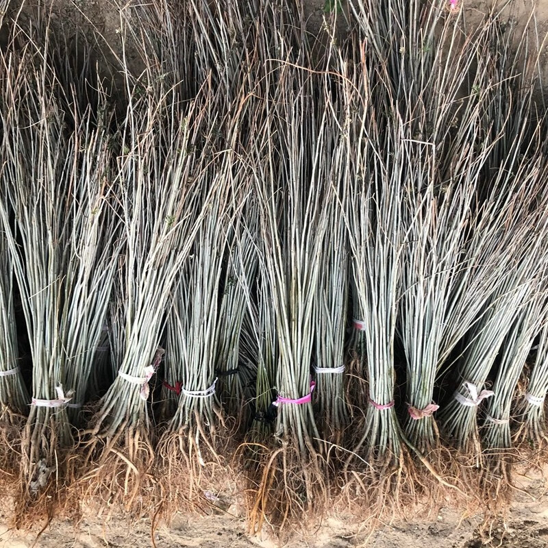 倾奢基地直销紫穗槐苗槐树苗棉槐苗树苗基地防沙固沙固土护坡植物紫花