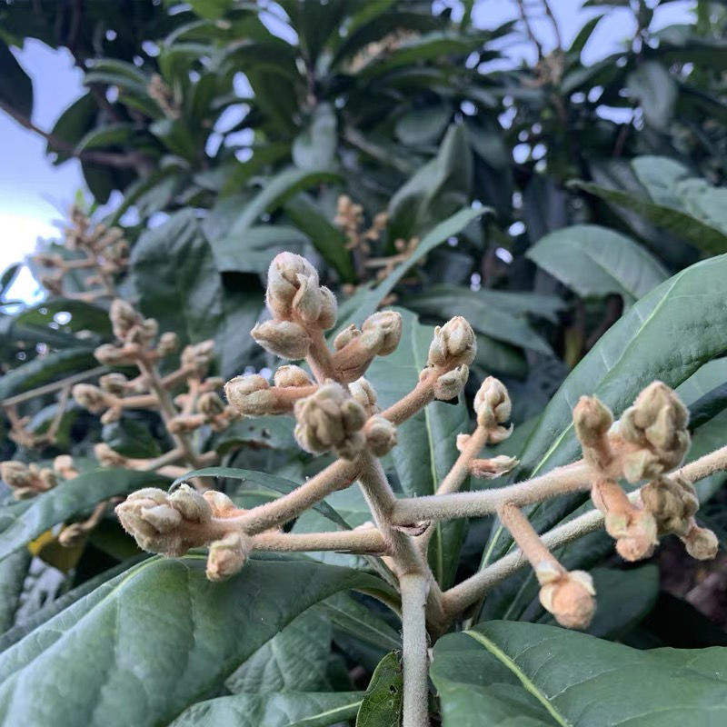 福建云霄枇杷花茶花干 纯净天然琵琶花茶枇杷花蕾散装 枇杷花100克