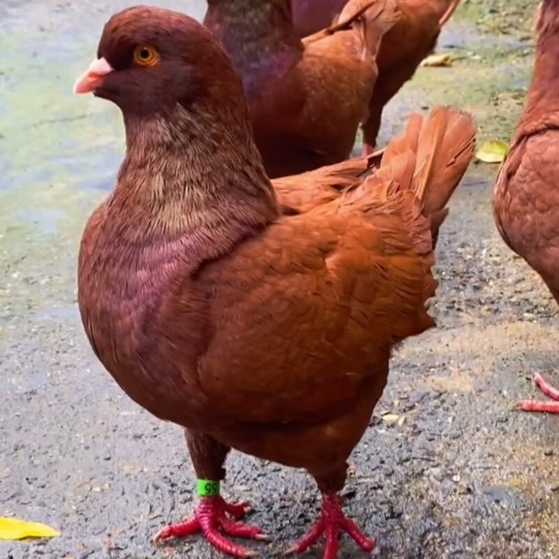 体型纯元宝鸽子活体一对大型青年幼鸽观赏鸽巨型肉鸽种鸽 青年元宝鸽