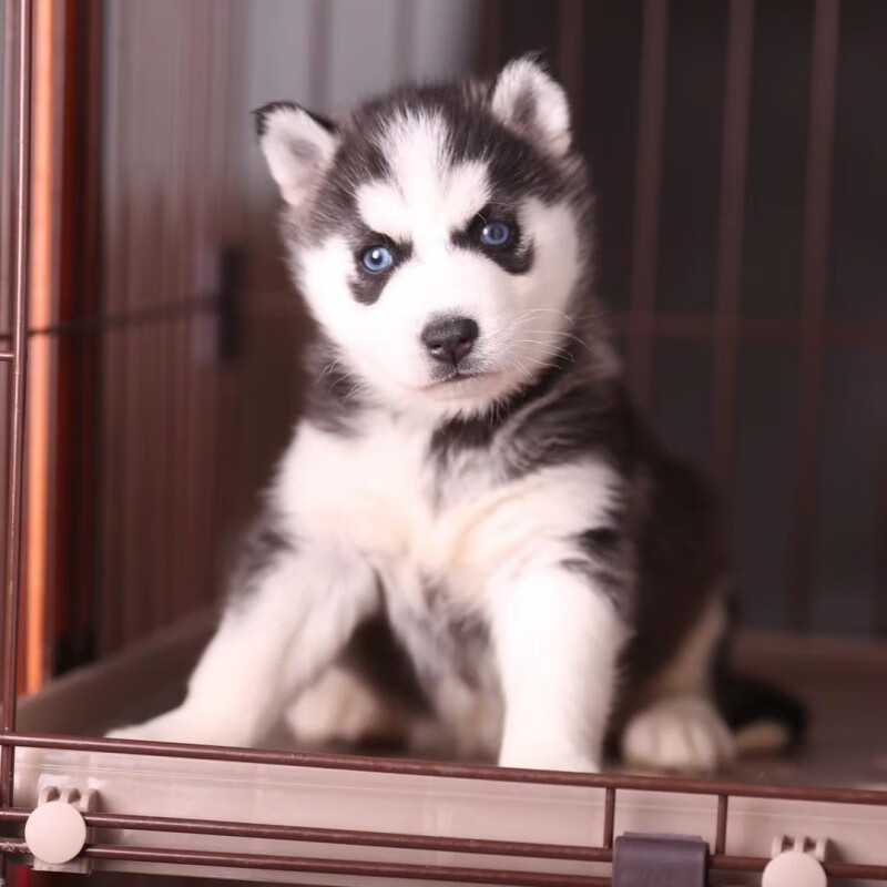 宠以沫(chong yimo)纯种哈士奇幼犬中型犬蓝眼哈士奇活体雪橇犬二哈狗