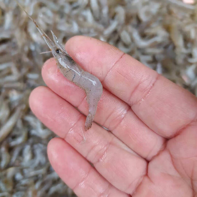 小河虾新鲜小白虾青虾明虾红虾小虾2/4/5斤速冻现发或者活虾运输昌隆