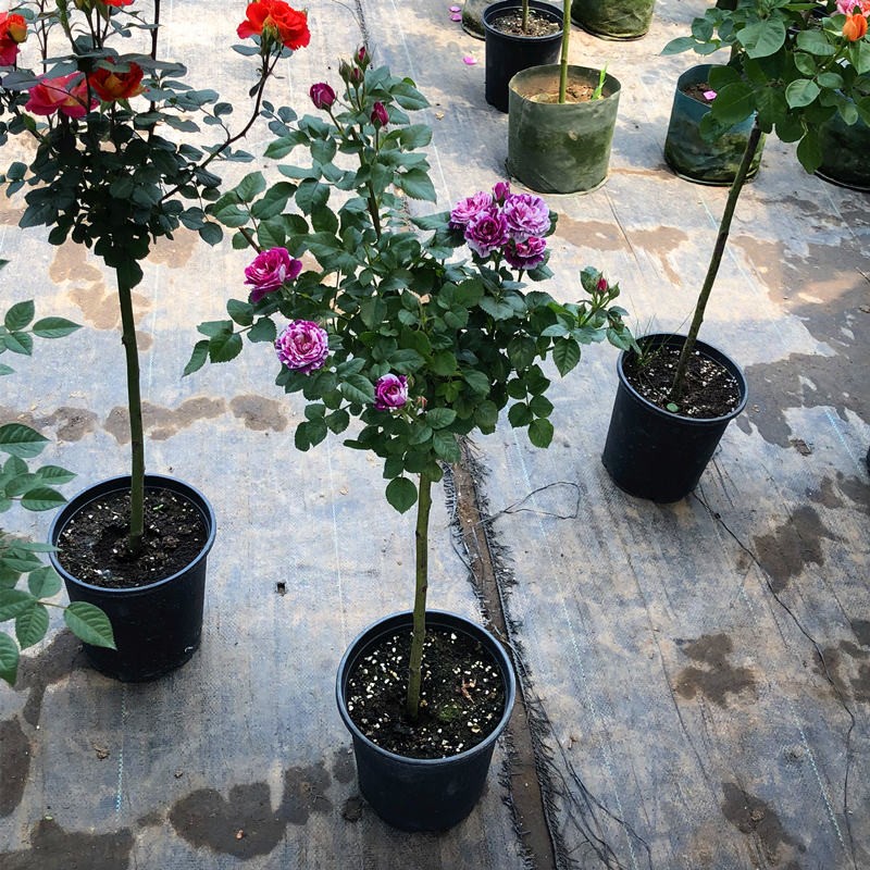 月季大花月季品种 室内阳台庭院别墅点缀花卉当年多季开花 芬芳宝石