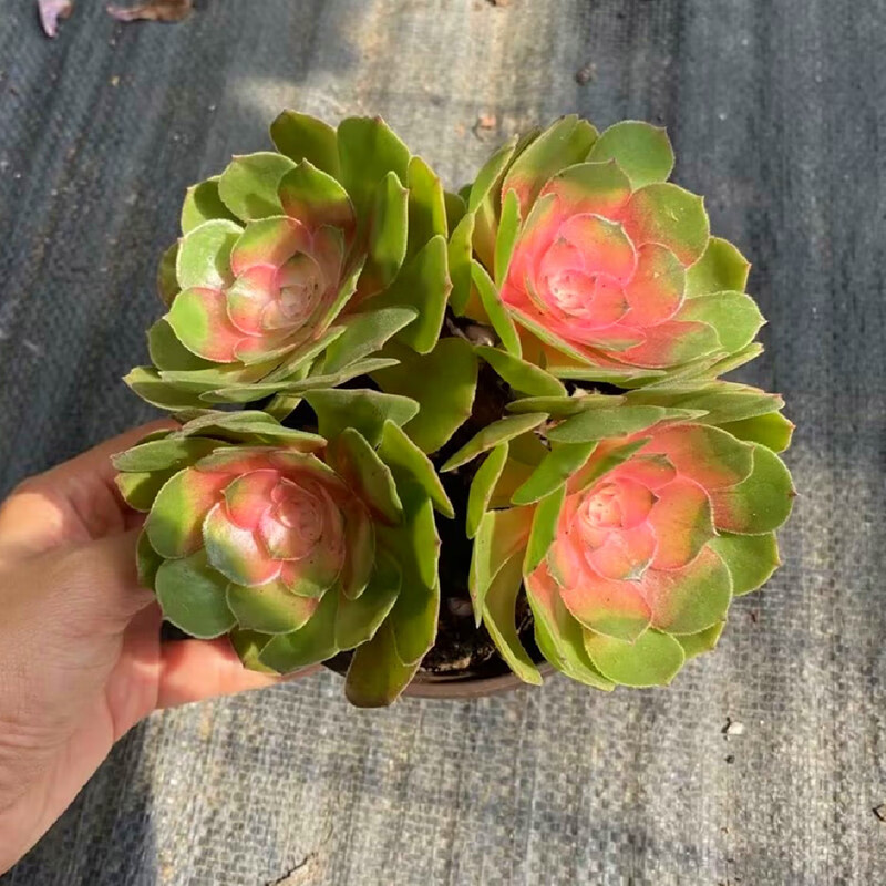 红心法师小老桩多肉植物稀缺品种庭院窗台办公桌盆栽绿植花 简易塑料