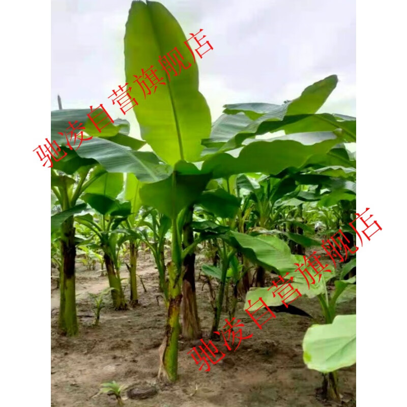 北方耐寒观赏芭蕉树苗盆栽 北方耐寒芭蕉树小苗_修剪30厘米