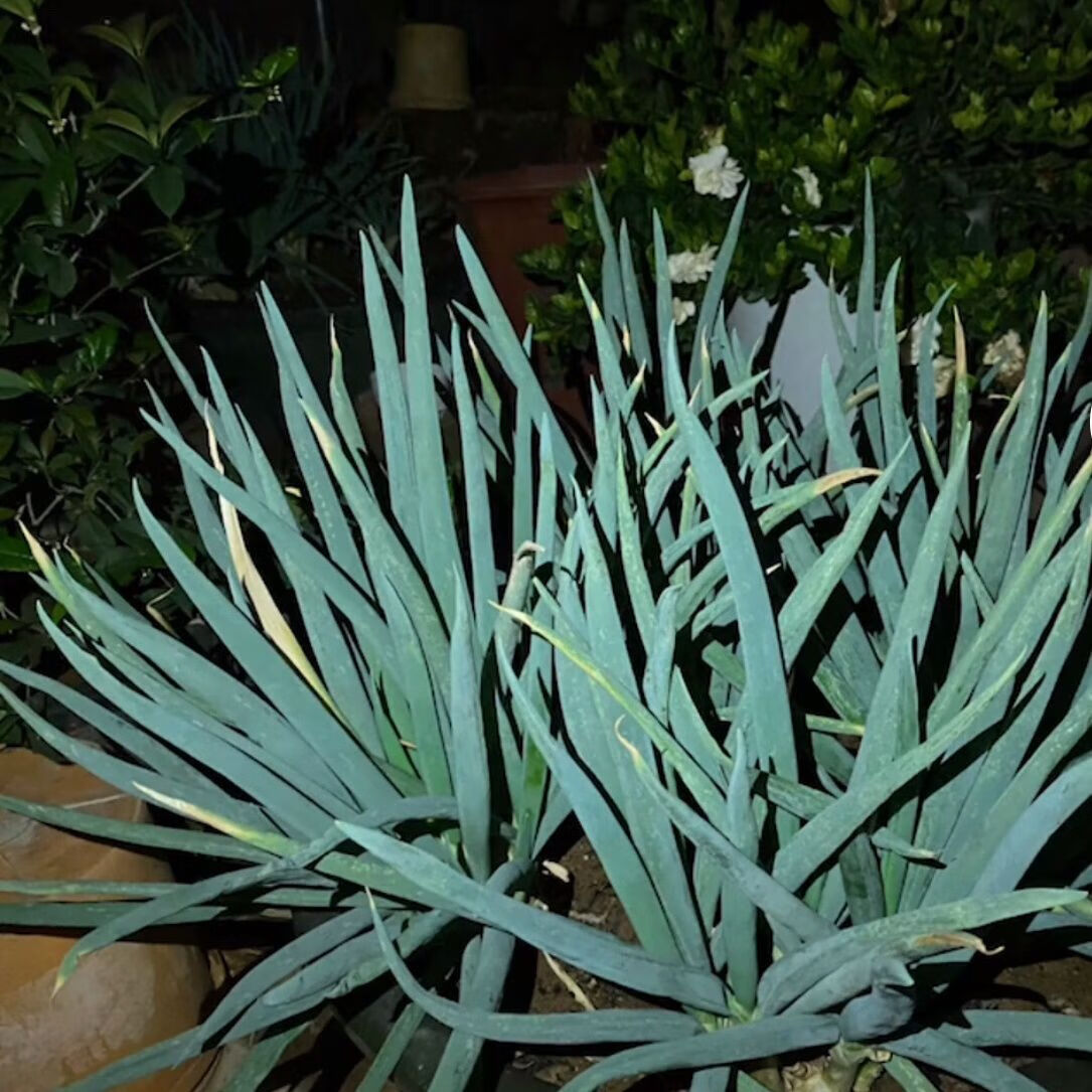 槿骁正宗潮汕风葱新鲜  龙爪羊角葱 万年葱 天楼葱 室外盆栽 10棵叶尾