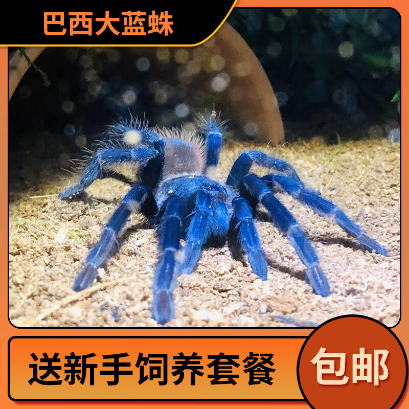 巴西大蓝蛛活体食鸟蛛宠物蜘蛛温顺品种可上手新手好养活 1厘米无套餐