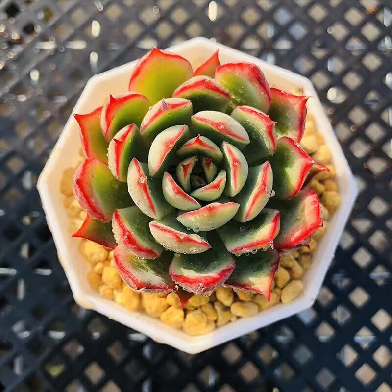 如一绿植盆栽多肉植物盆栽组合花卉室内带盆玉露豪华多肉盆栽 宝莲灯