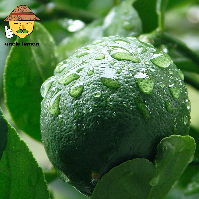 uncle lemon四川特产青柠檬特产水果新鲜多汁皮薄奶茶店榨汁泡茶切片产地直供 5斤超值装(单果重量70-90g)