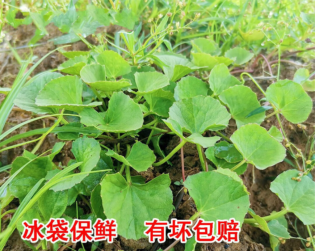 新鲜积雪草 崩大碗 雷公根 天然现采现发 500克