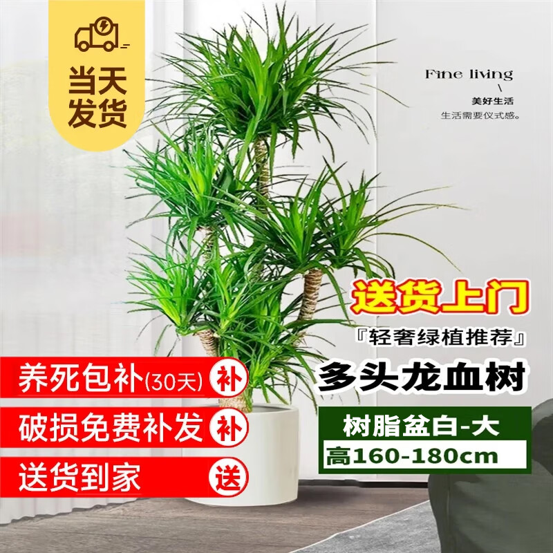 櫻霞龍血樹大型室內盆栽多頭龍須樹綠廳辦公室龍鐵樹植物造型盆景 大型多頭龍血樹高160-180cm+圓