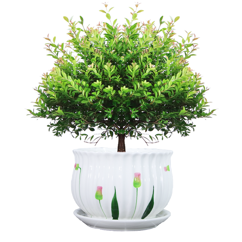 Сԩ��СҶ�����׮�ļ������մ��軨����ֲ�辰���ڰ칫������������ ������+ī��ӭ�����մ��� �����Ժ� 38Ԫ