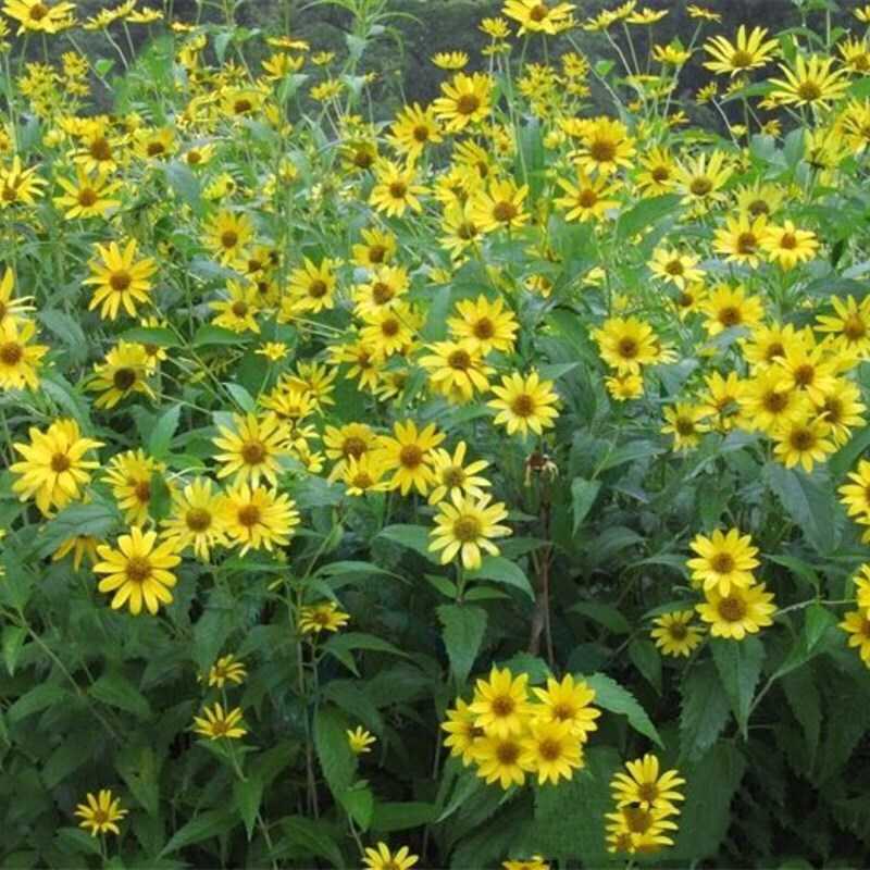 xbpgd新品 夏季播种耐荫花籽室外多年生宿根草花日光菊耐寒耐旱耐高温