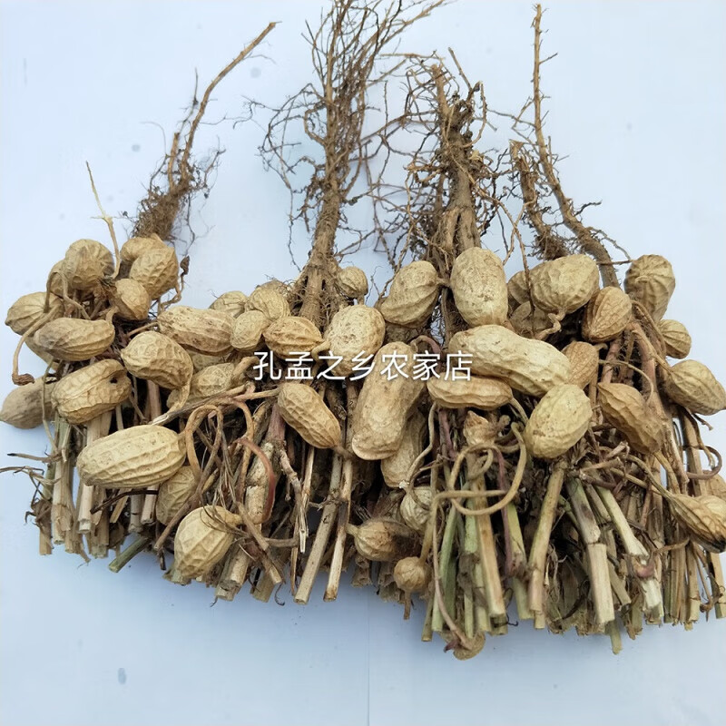 醉春木新货花生根带果实花生的根农家花生根花生的根头1斤 1斤装