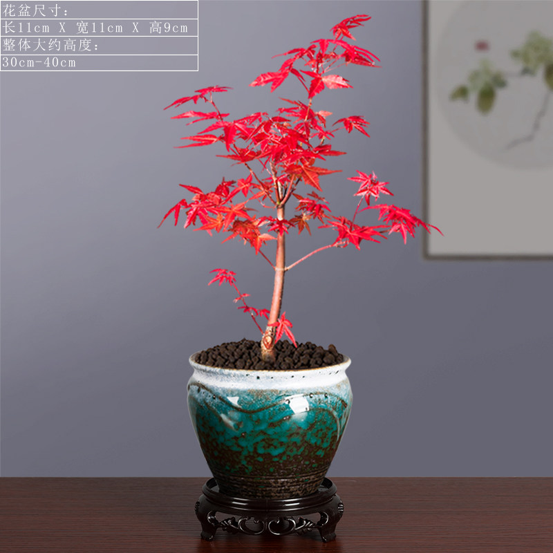 日本红枫造型创意盆景老桩树苗四季常青叶盆栽植物红舞姬室内好养