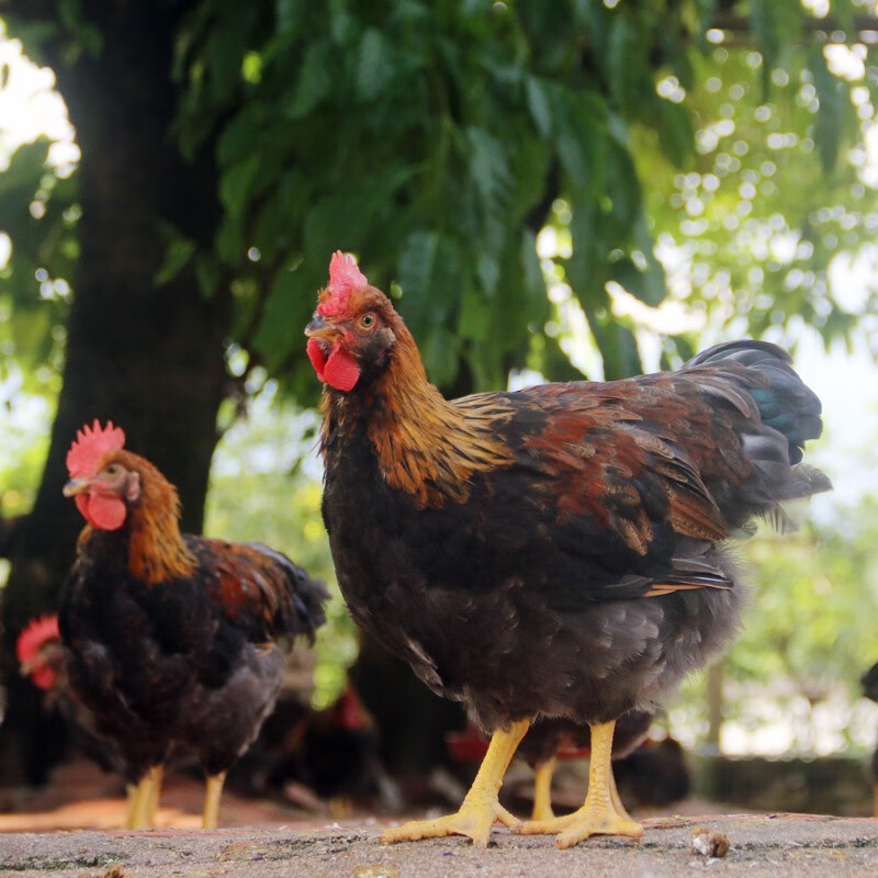 天农清远鸡小公鸡1.2斤-1.6斤整只冷冻生鲜鸡肉农家散养 清蒸烤鸡食材 清远小公鸡800g*2只