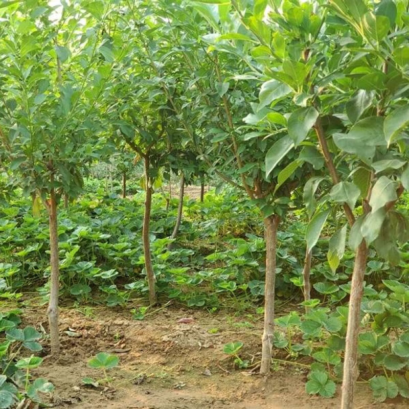 特大蜂糖李子树苗嫁接苗庭院南北方四季种植新品种脆红李当年结果 4