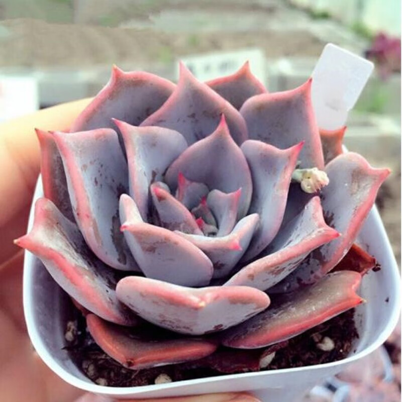 植物组合盆栽桃之卵贵货熊童子桃蛋室内阳台花卉玉露肉肉桃蛋 露西娜