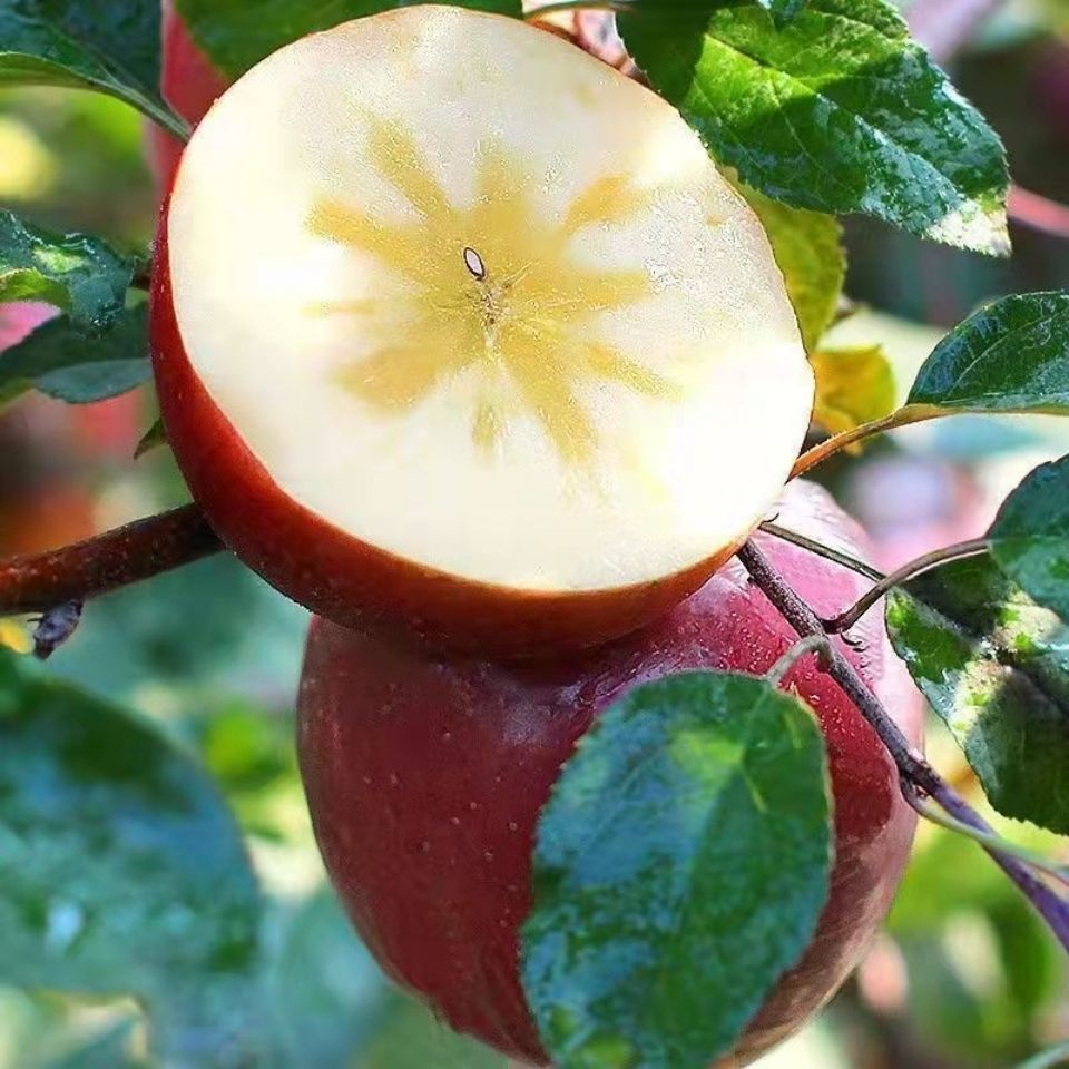 【平安果】新疆阿克苏冰糖心苹果爆甜整箱新鲜水果应季 冰糖心 9斤大果