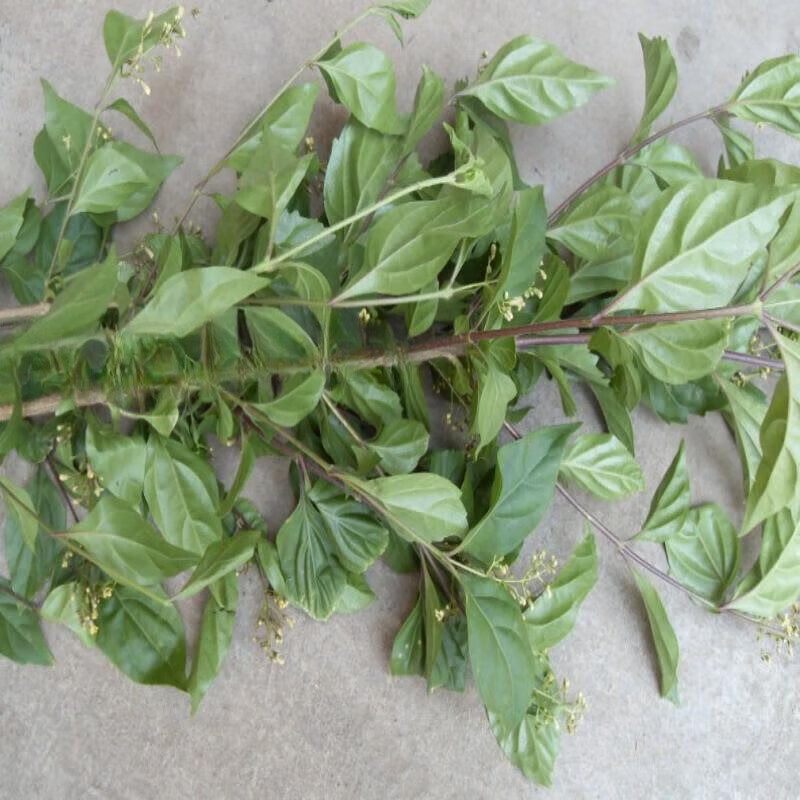 姒桀神仙树苗观音树新鲜神仙树叶子树苗柴树 豆腐树种子10粒