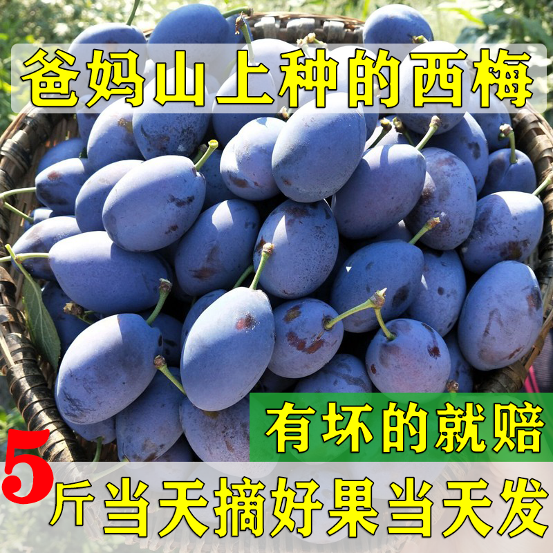 李子报价走势|李子价格比较