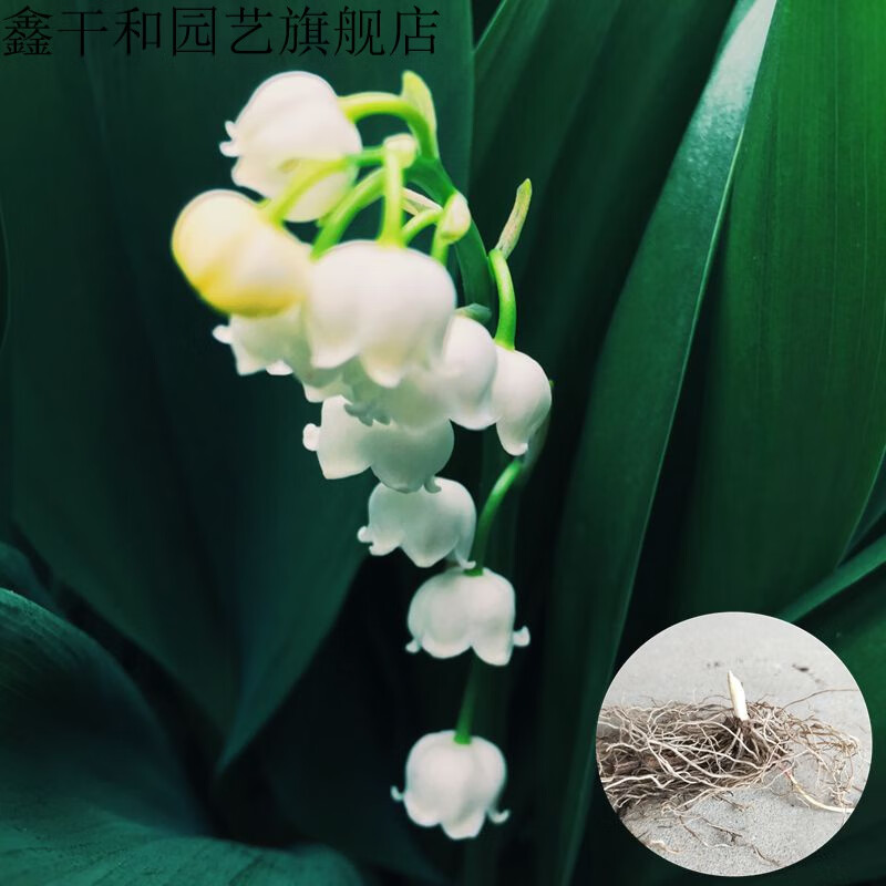 办公室桌面盆栽植物 宿根花卉 铃兰花 铃铛花香水花 花语纯洁的爱 2年