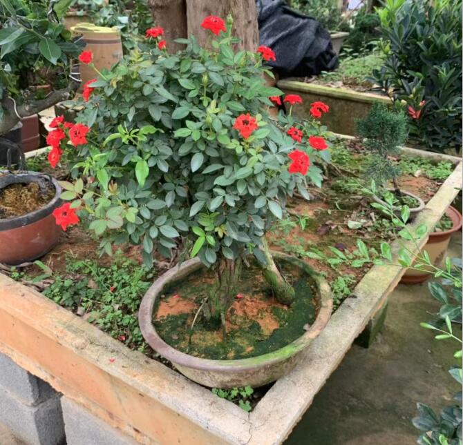 小女孩月季老桩四季常青四季循环开花高提根月季树桩可以一物一拍 小