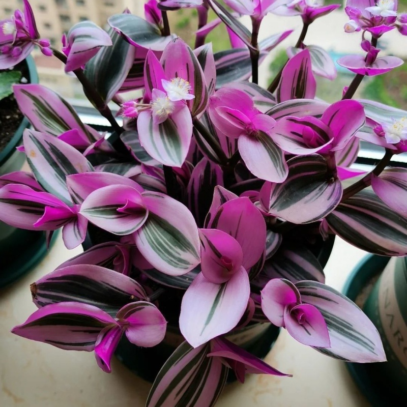 喵小杏油画婚礼吊兰盆栽带盆室内好养观叶水培植物桌面辐射绿植盆栽