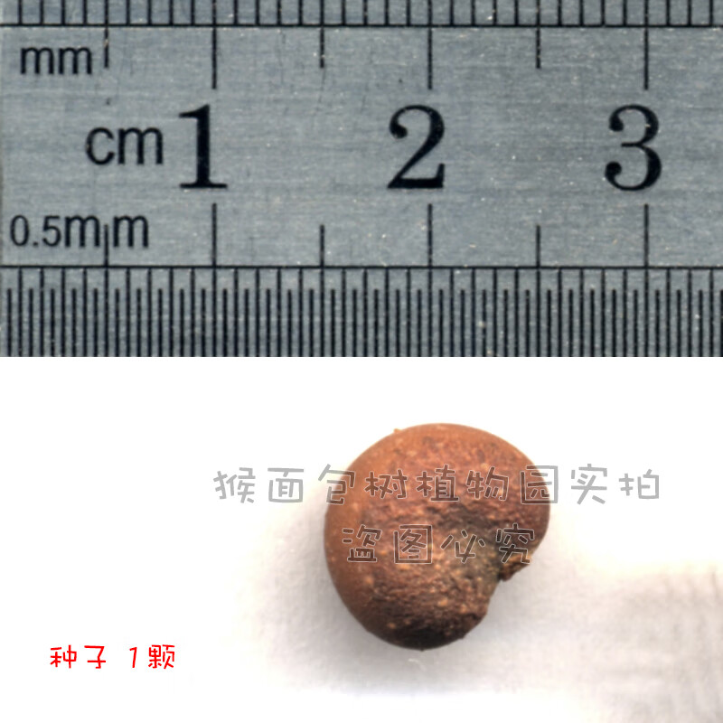 醉春木非洲进口猴面包树种子种植名贵树苗地载园林绿化室内盆景盆栽